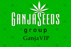 Оптовые цены на семена конопли GanjaVIP Оптовые цены на семена конопли GanjaVIP