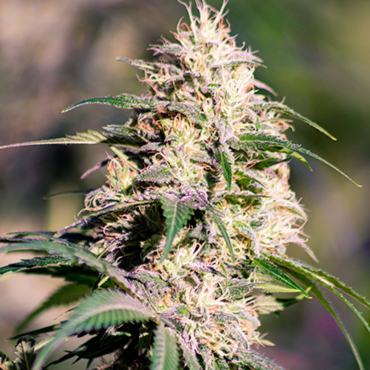 Семена конопли Big Bud fem Семена конопли Big Bud fem