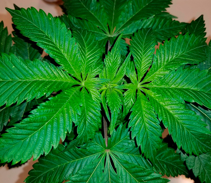 Cannabis indica
