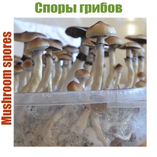 Споры галлюциногенных грибов Споры галлюциногенных грибов