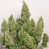 заказать на сайте семена конопли Anubis regular Ganja Seeds заказать на сайте семена конопли Anubis regular Ganja Seeds