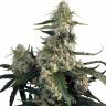 семена конопли сорта сатива Buddha's Sativa feminised