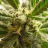 семена культурной конопли купить Train Wreck feminised Green House Seeds