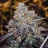 Auto Purple Kush regular Ganja Seeds