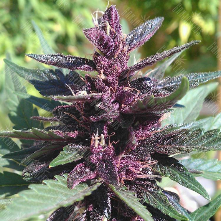 урожайные семена конопли Auto Purple Kush regular