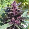 урожайные семена конопли Auto Purple Kush regular