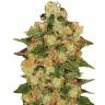 семена конопли медицинской CBD Caramel regular Barneys Farm семена конопли медицинской CBD Caramel regular Barneys Farm