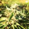 конопля семена сорта заказать CBD Caramel regular Barneys Farm конопля семена сорта заказать CBD Caramel regular Barneys Farm
