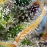 семена индийской конопли CBD Caramel regular Barneys Farm семена индийской конопли CBD Caramel regular Barneys Farm