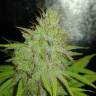 семена конопли курьером CBD Caramel regular Barneys Farm семена конопли курьером CBD Caramel regular Barneys Farm