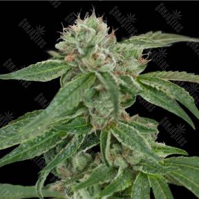 Crocketts Conп¬Ѓdential regular Crockett Family Farms