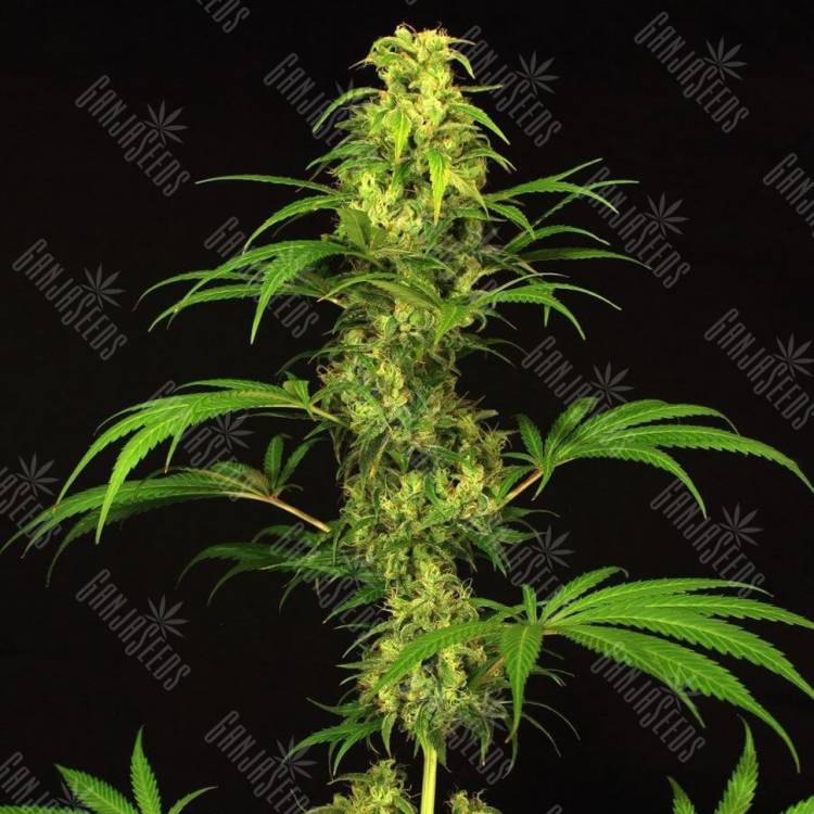 семена конопли гидропоники Spicy Bitch regular Exotic Seed