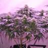 семена конопли с доставкой Spicy Bitch regular Exotic Seed
