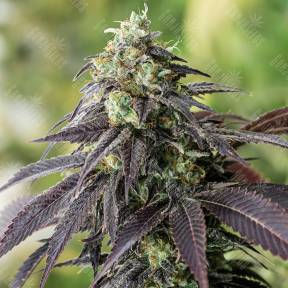 707 Headband feminised Humboldt Seeds