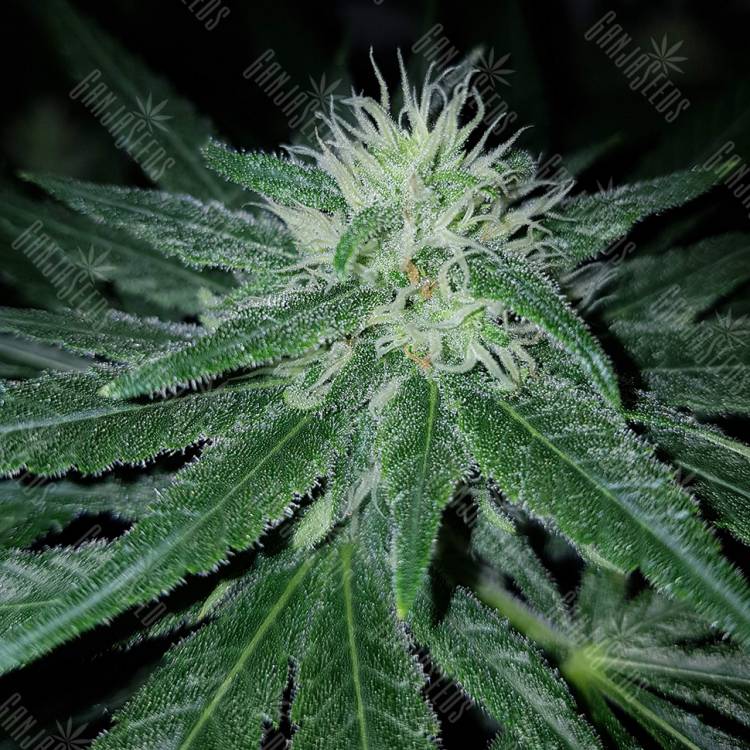 заказать качественные семена конопли Pineapple Kush feminised Royal Queen заказать качественные семена конопли Pineapple Kush feminised Royal Queen