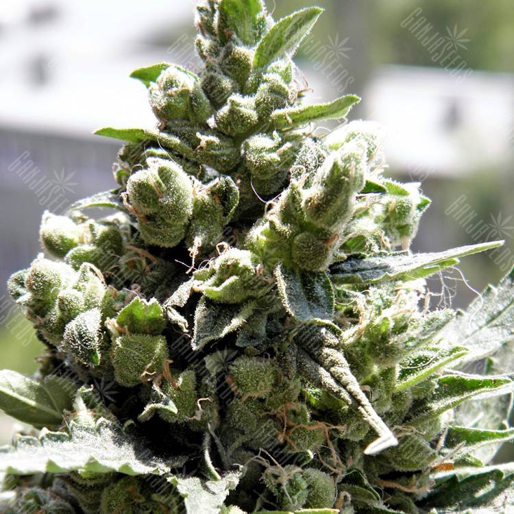 семена конопли курьером Crystal Candy feminised Sweet Seeds