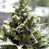 семена конопли курьером Crystal Candy feminised Sweet Seeds