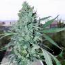 семена конопли медицинской Crystal Candy feminised Sweet Seeds