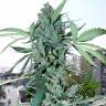 семена конопли для выращивания Crystal Candy feminised Sweet Seeds