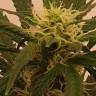 Семена марихуаны Gelato feminised Ganja Seeds