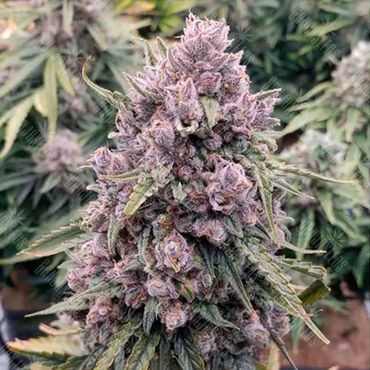 Семена марихуаны Auto Cinderella Jack feminised Ganja Seeds Семена марихуаны Auto Cinderella Jack feminised Ganja Seeds