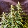Недорогие семена Auto Jack feminised GanjaLiveSeeds