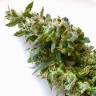 Семена конопли с доставкой Auto Jack feminised GanjaLiveSeeds