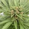 семена конопли в россии Auto Fat Banana feminised Ganja Seeds