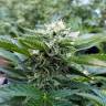 заказать качественные семена конопли Chemdog feminised