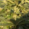 семена конопли Москва Lemon Skunk feminised Green House Seeds семена конопли Москва Lemon Skunk feminised Green House Seeds
