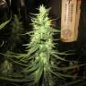 Desfran feminised Dutch Passion Seeds