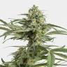 заказать в России Auto Critical Cheese feminised заказать в России Auto Critical Cheese feminised