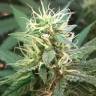 Auto Critical Cheese feminised изображение Auto Critical Cheese feminised изображение