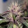 семена конопли в оригинальных упаковках Auto Purple Mazar regular