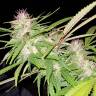купить семена конопли Auto Purple Mazar regular