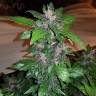 семена конопли Auto Purple Mazar regular