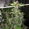 регулярные семена конопли купить Auto Purple Mazar regular