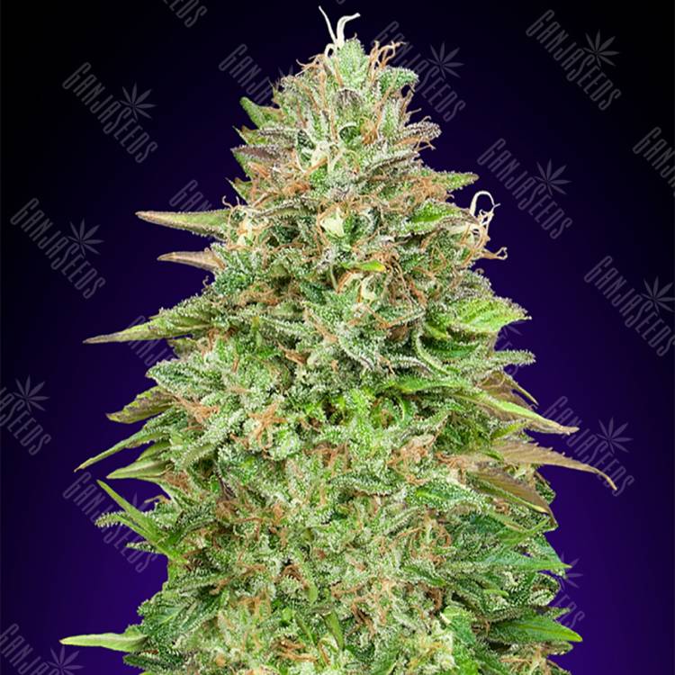 где можно заказать семена конопли Critical Poison Fast Version feminised 00 Seeds