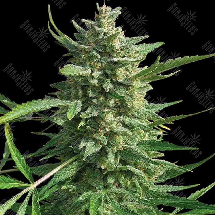 семена конопли Россия Critical Kush regular Barneys Farm семена конопли Россия Critical Kush regular Barneys Farm