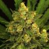 мощные семена конопли Tangerine Kush regular Exotic Seed