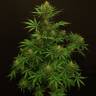 семена конопли в фирменной упаковке Tangerine Kush regular Exotic Seed