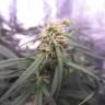 семена индийской конопли Auto Blue Mystic feminised Nirvana Seeds