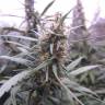 мощные семена конопли Auto Blue Mystic feminised Nirvana Seeds