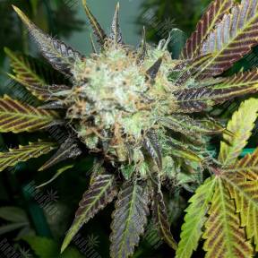 Lucid Bolt feminised Paradise Seeds