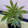 заказать качественные семена конопли Kryptonite feminised Pyramid Seeds заказать качественные семена конопли Kryptonite feminised Pyramid Seeds