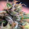 семена конопли Россия Power Flower feminised Royal Queen семена конопли Россия Power Flower feminised Royal Queen