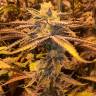 Семена марихуаны Girl Scout Cookies feminised Ganja Seeds