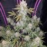 доставка семян конопли в рф Girl Scout Cookies feminised