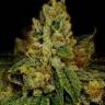 семена конопли в москве Girl Scout Cookies feminised