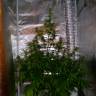 семена конопли интернет магазин Auto Jack Herer feminised